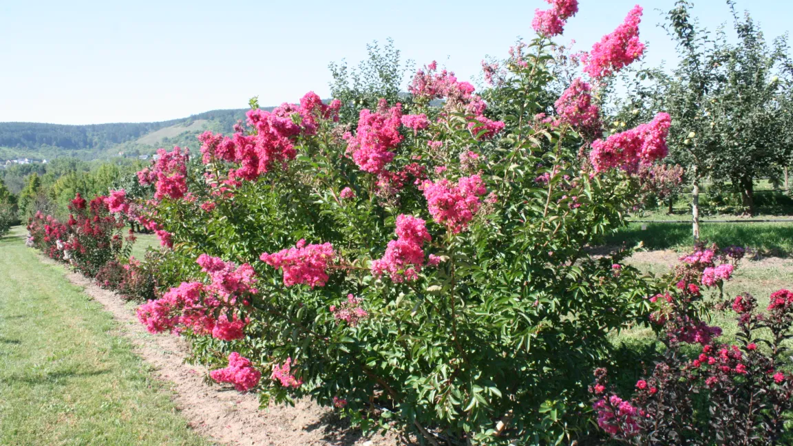 Kreppmyrten sind ist wärmeliebend und fühlen sich in südeuropäischen Ländern besonders wohl. Foto: Heinrich Beltz