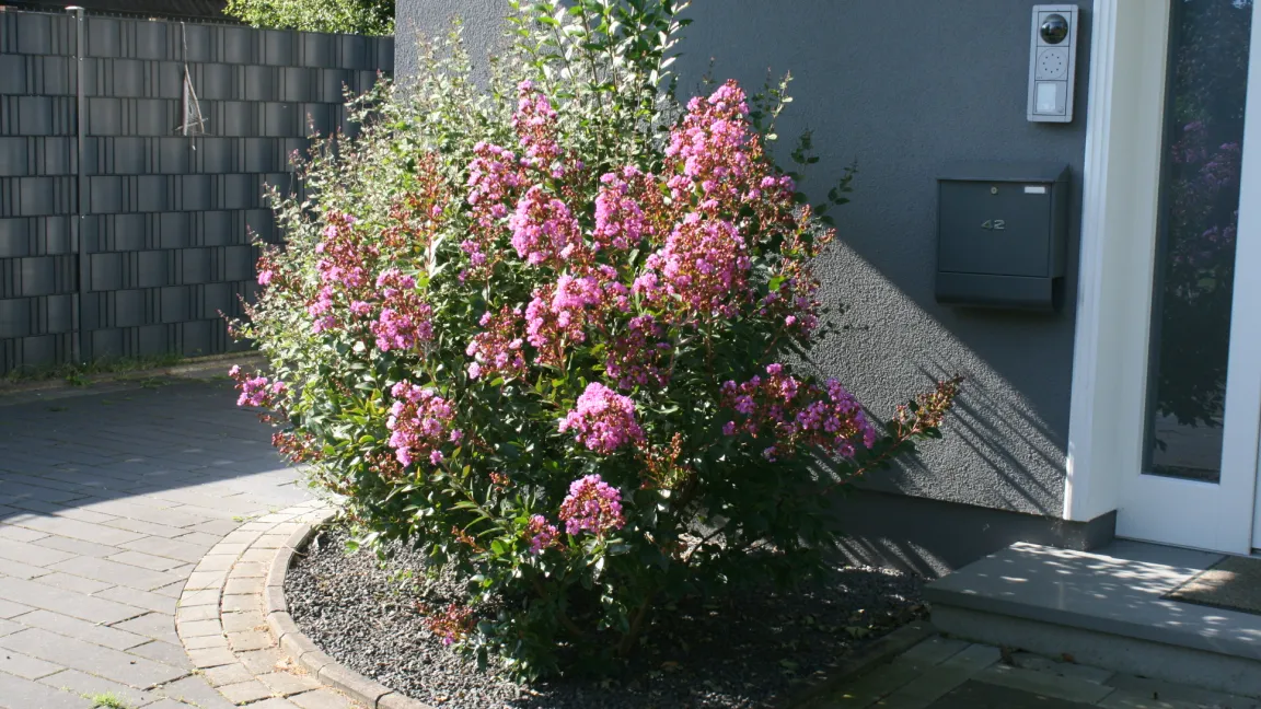 An geschützten Standorten kann die Kreppmyrte auch in Mitteleuropa gut gedeihen. Foto: Heinrich Beltz