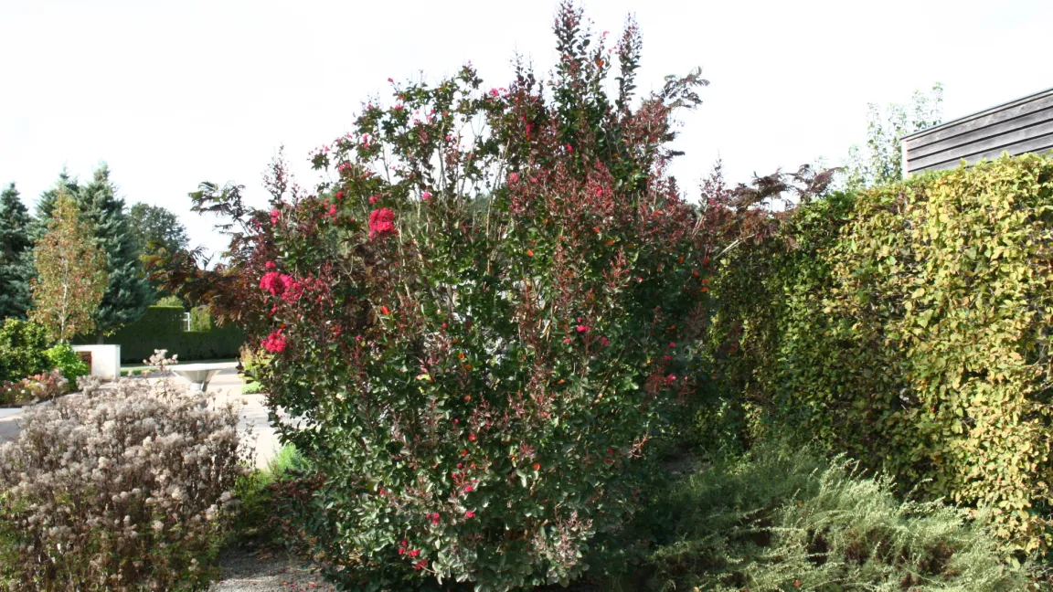 Je älter und größer Kreppmyrten werden, desto frosthärter werden sie. Foto: Heinrich Beltz