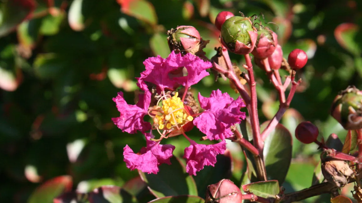 Die Einzelblüte besteht aus sechs, meist leuchtend gefärbten Blütenblättern und einer Vielzahl gelber Staubgefäße. Foto: Heinrich Beltz