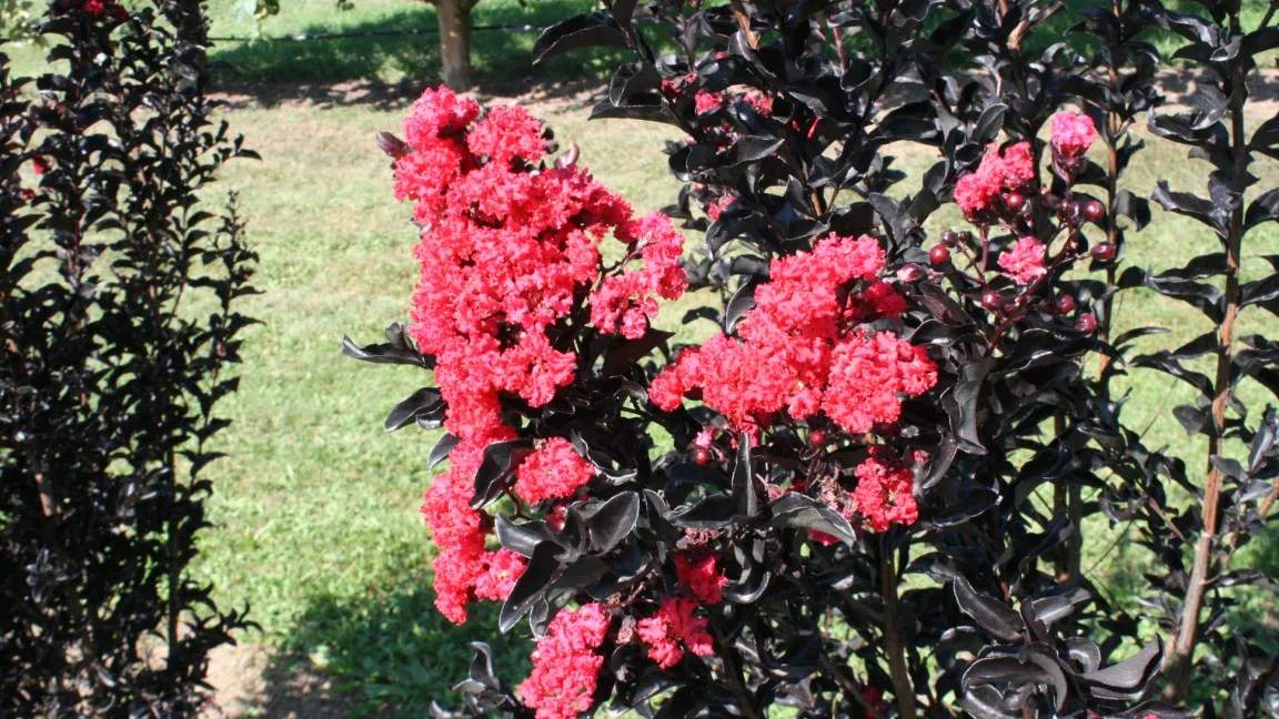 Es gibt sehr attraktive Sorten mit dunkelrotem Laub wie 'Best Red'. Foto: Heinrich Beltz