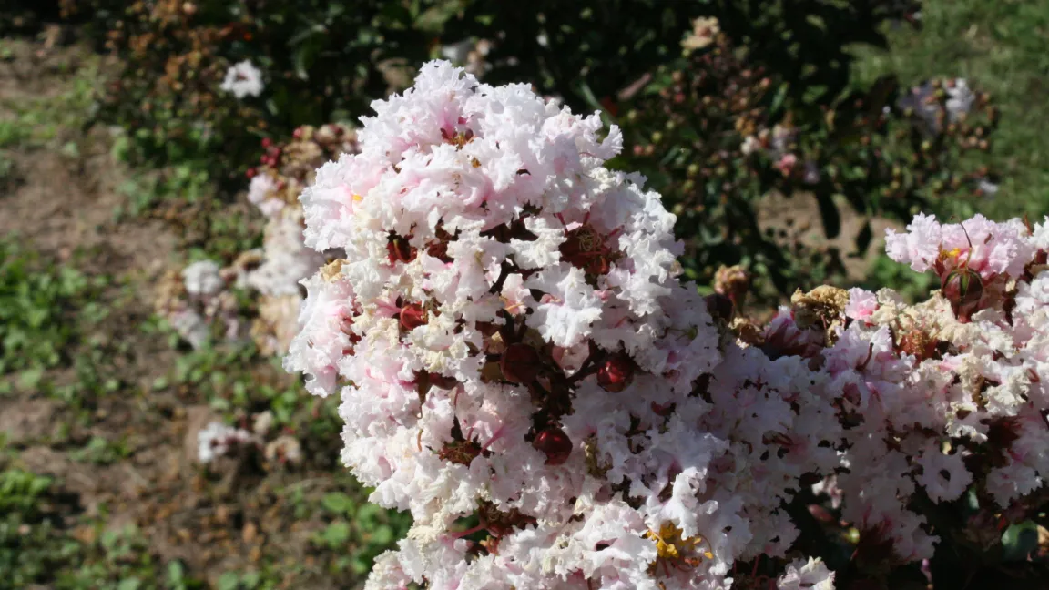 Manche Sorten wie 'Burgundy Cotton' haben weiße oder fast weiße Blüten. Foto: Heinrich Beltz