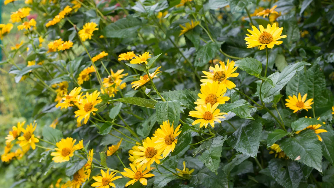 Topinambur blüht leuchtend gelb und lässt sich aufgrund seiner Höhe von bis zu 3 Metern auch gut als natürlicher Sichtschutzzaun einsetzen. Man sollte allerdings darauf achten, das „Auswandern“ der Rhizome mit einer Wurzelsperre zu verhindern, weil er sonst bald großflächig wild wuchert. Foto: iStock