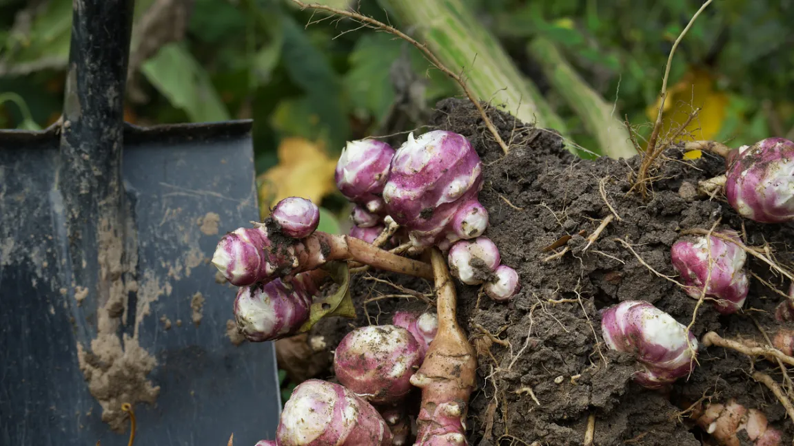 Die Knollen von Topinambur können wie Kartoffeln auch sehr vielseitig als Suppe, Salat, Rösti oder Püree zubereitet werden. Foto: iStock