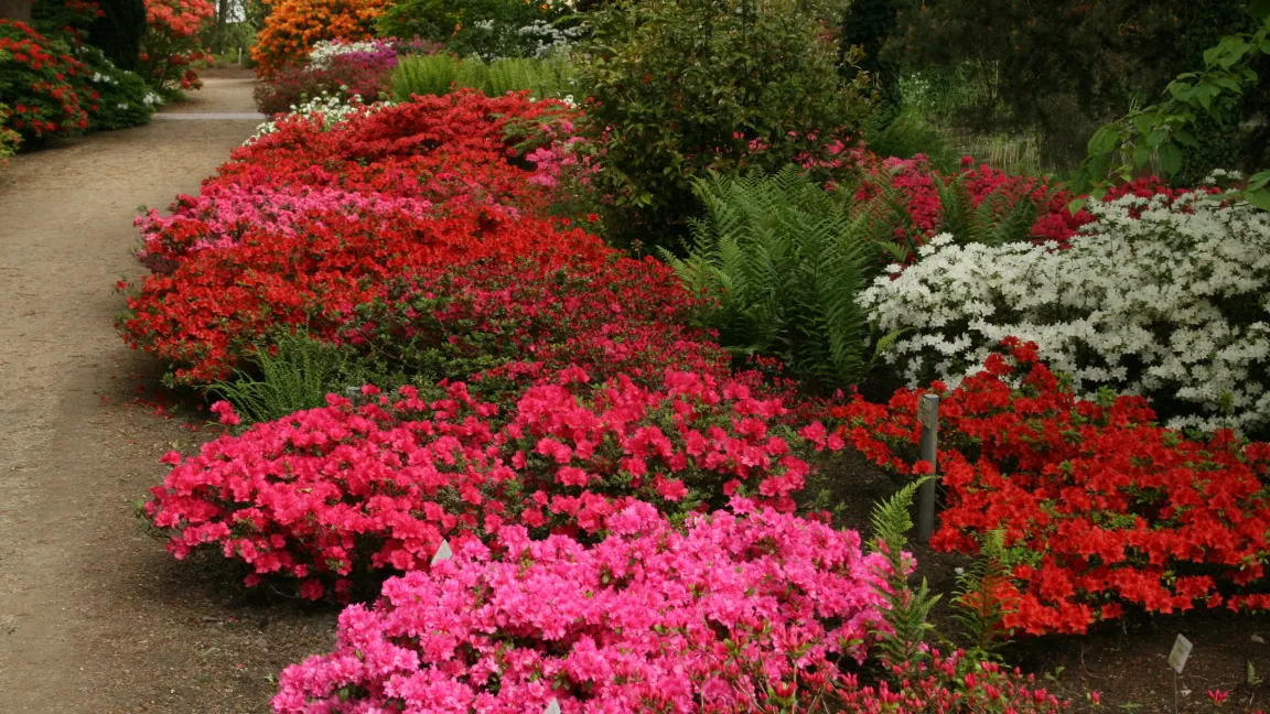 Ein Highlight im Park der Gärten ist die Blütezeit von Rhododendron Ende April bis Anfang Juni. Foto: Heinrich Beltz
