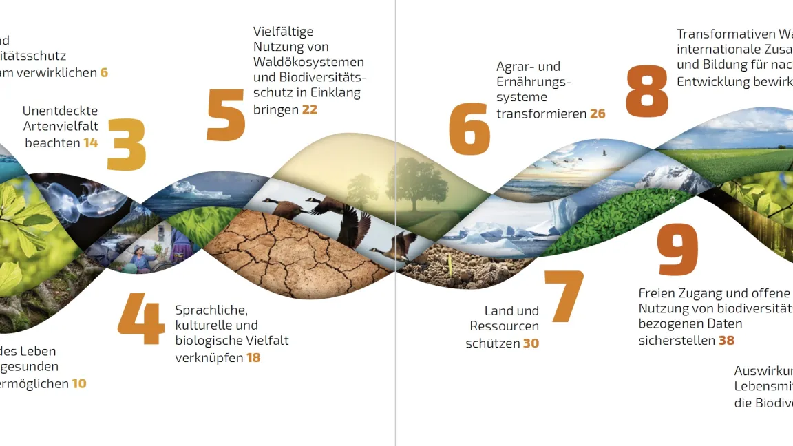 Die zehn Kapitel, in die die Broschüre unterteilt wird. Quelle: Broschüre "10 Must-Knows aus der Biodiversitätsforschung 2024", Leibniz-Forschungsnetzwerk Biodiversität