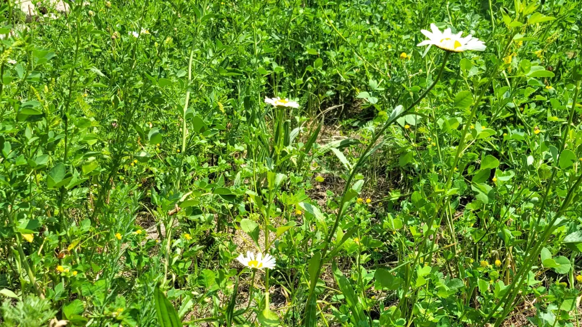 Je artenreicher ein Bestand, desto besser kommt er mit starker Trockenheit zurecht. Foto: Catrin Hahn