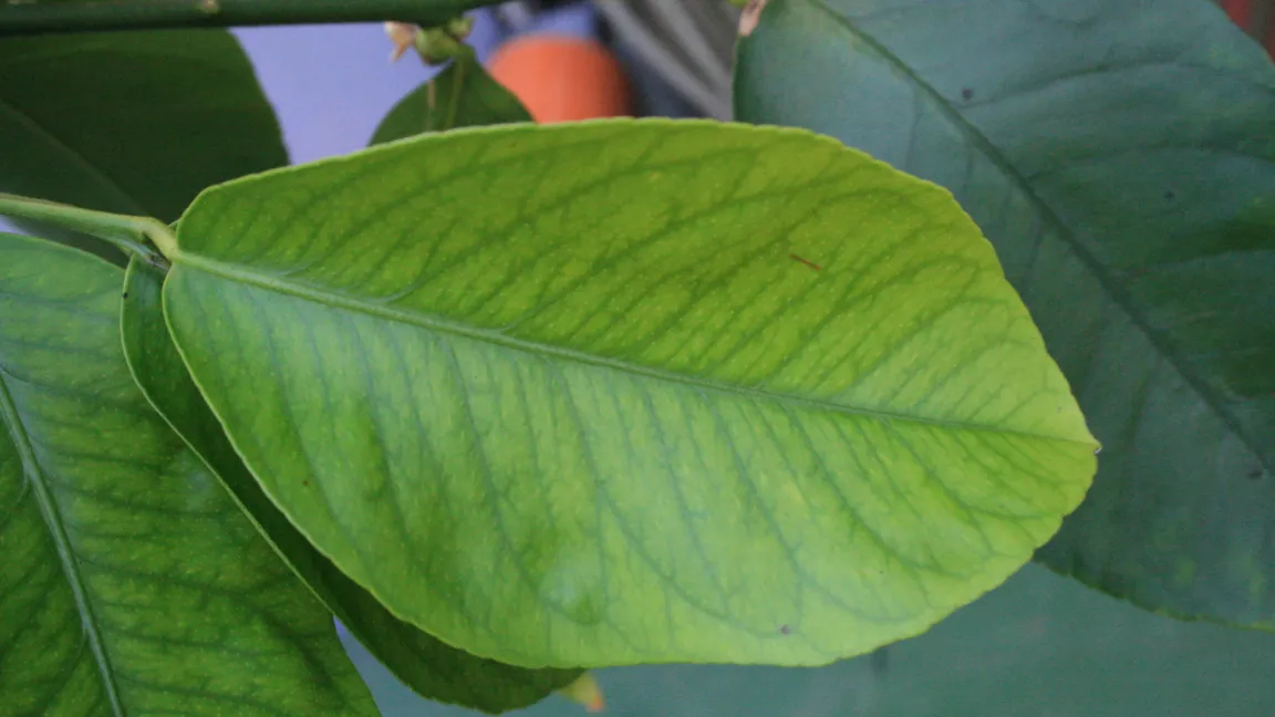 Nicht nur Schäden durch parasitäre Ursachen wie Schildläuse oder Spinnmilben, sondern auch Ernährungsstörungen werden erklärt - wie hier Eisenmangel. Foto: Heinrich Beltz