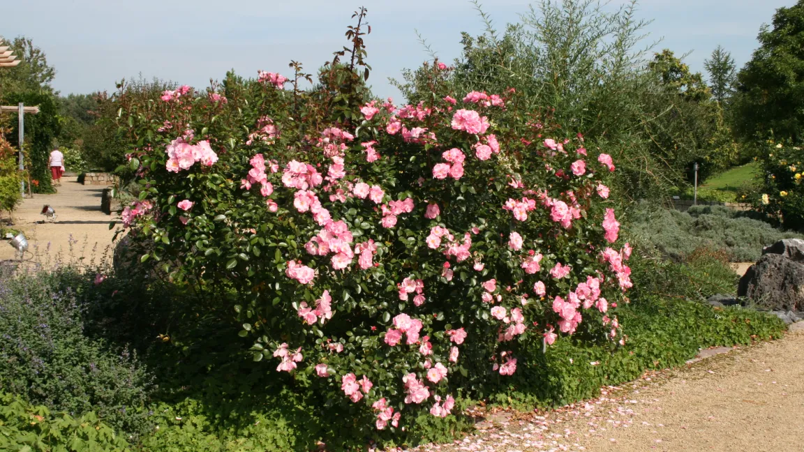 Ein breites Sortiment an Strauch- und Beetrosen ist im Park der Gärten zu finden. Foto: Heinrich Beltz