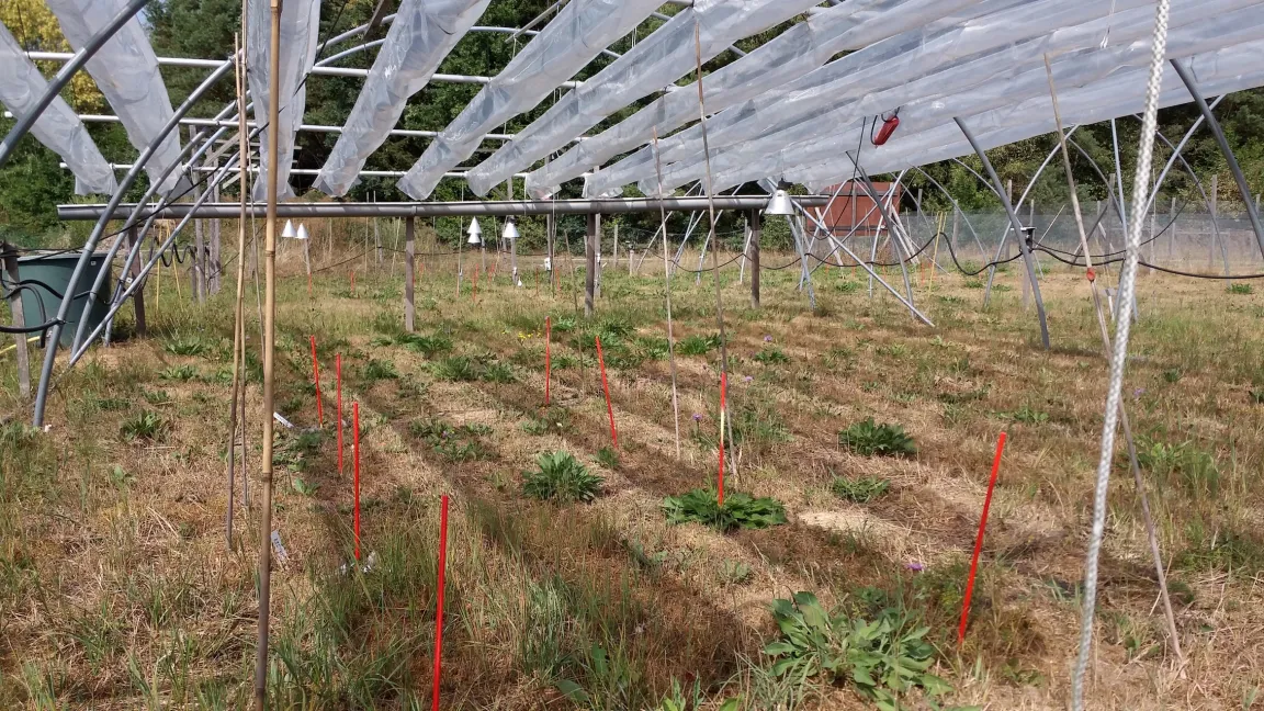 Dürre-Experimente in artenreichen Wiesen auf dem Freigelände der Universität Bayreuth. Foto: UBT/Anke Jentsch