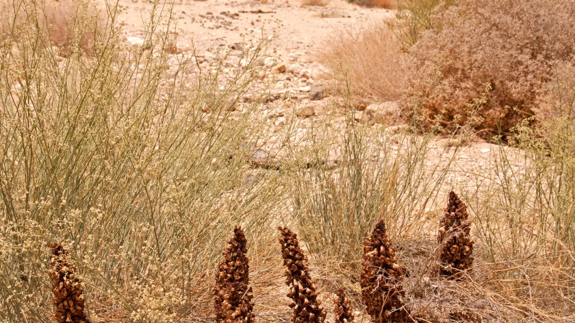Mehrjährige, verholzende Pflanzen kommen besser mit Trockenheit zurecht als krautige Pflanzen des offenen Graslandes. Foto: Catrin Hahn