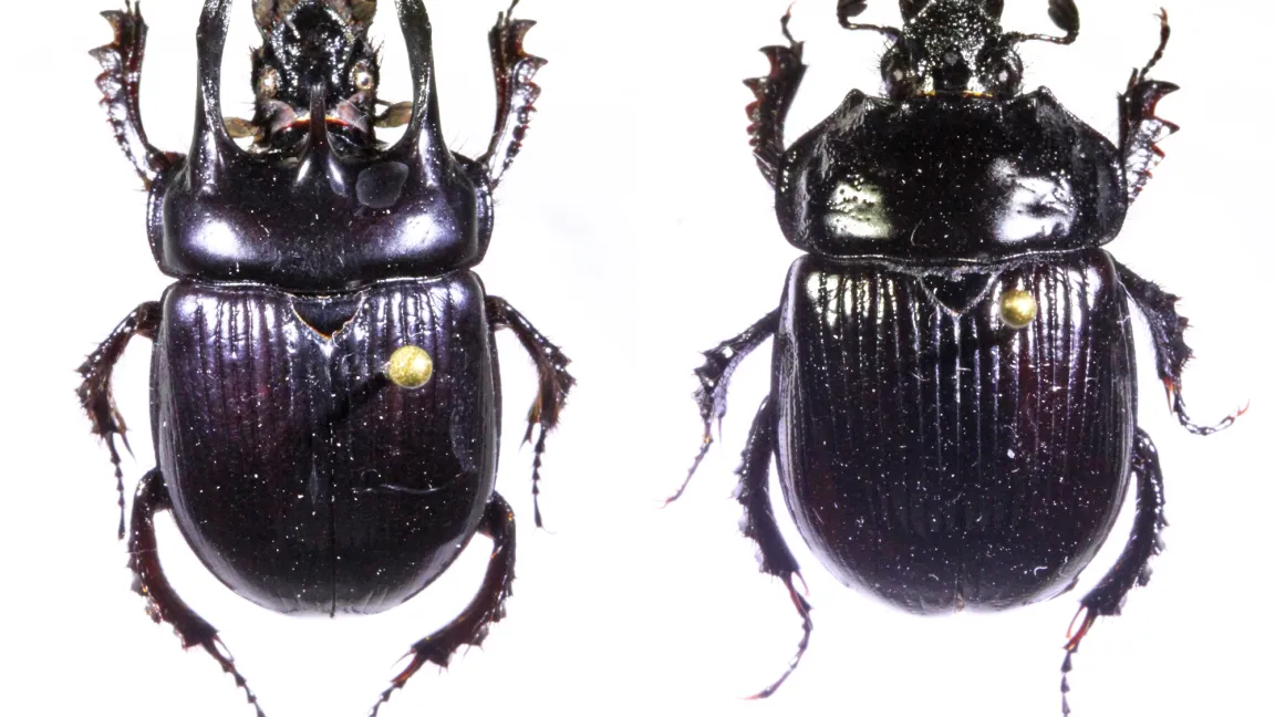 Männliche Stierkäfer tragen im vorderen Bereich des Halsschildes nebeneinander drei „Hörner“, die sie beim Kampf mit Rivalen und zum Schutz des Nistplatzes einsetzen. Foto: Senckenberg/Patrick Urban