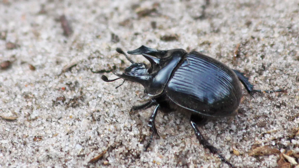 Dung- und Mistkäfer wie der Stierkäfer gehören zu den am stärksten bedrohten Gruppen unter den Insekten. Foto: Senckenberg/Patrick Urban