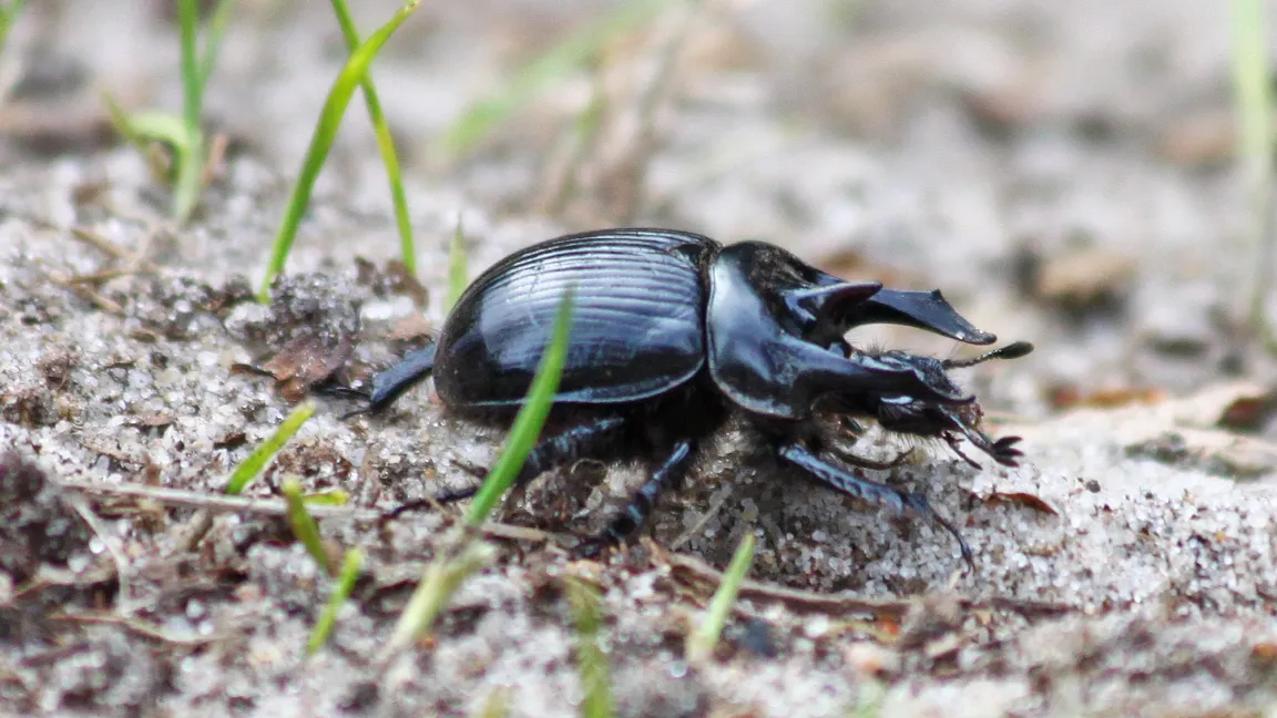 Der glänzend schwarze Stierkäfer ist Insekt des Jahres 2024. Foto: Senckenberg/Patrick Urban