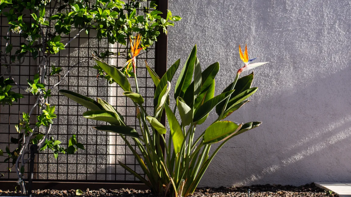 Im Freien sollten Strelitzien am besten an einer wärmespeichernden Wand stehen. Foto: iStock