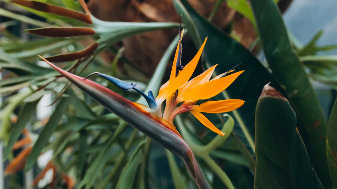 Die Blüte der Strelitzie erinnert an den Kamm eines Paradiesvogels. Foto: iStock