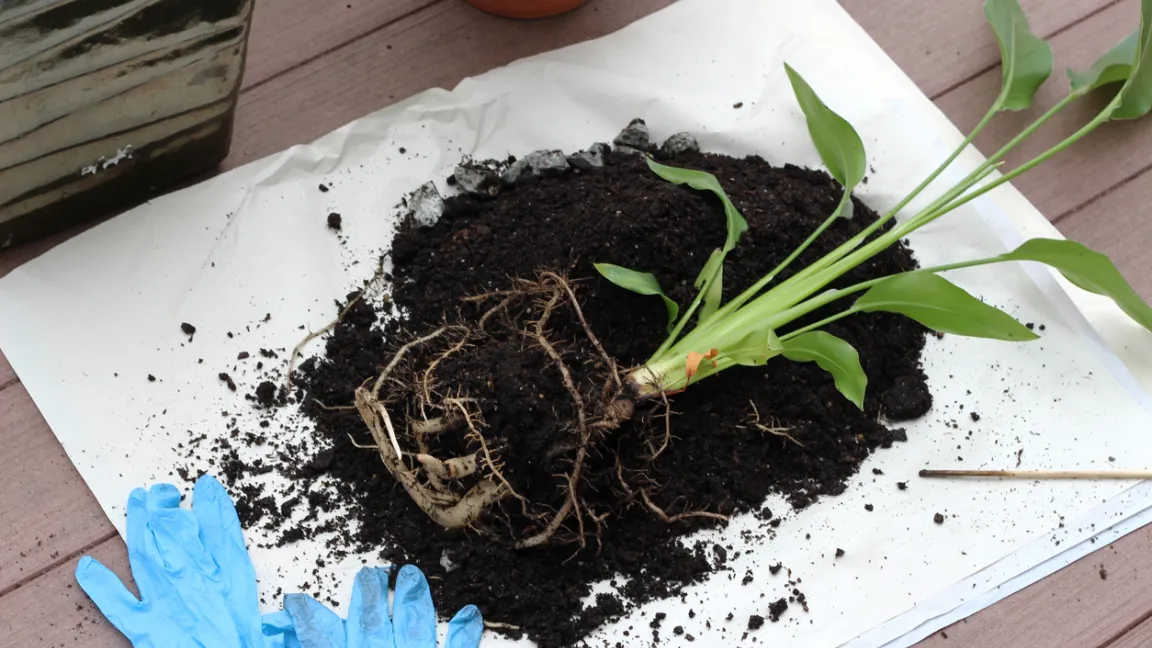 Papageienblumen lassen sich durch Teilen gut vermehren. Foto: iStock