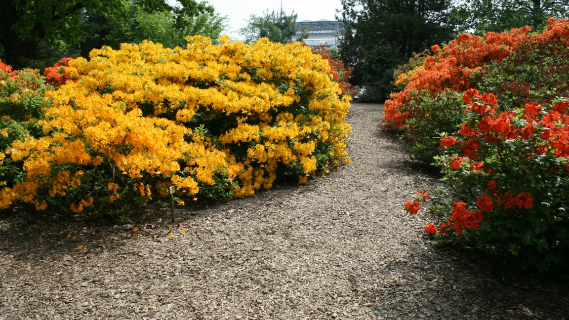Sommergrüne Azaleen blühen meist in besonders leuchtenden Farben und sind dadurch eine Bereicherung in unseren Gärten. Foto: Heinrich Beltz