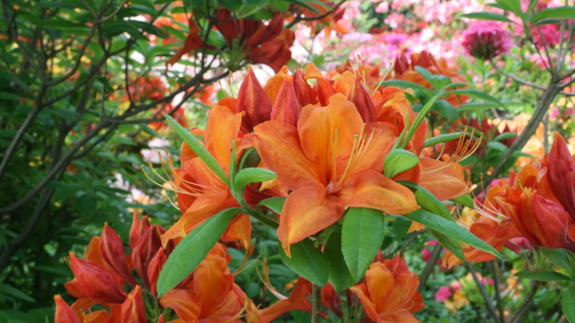 'Golden Eagle' und die meisten anderen weit verbreiteten Sorten der Sommergrünen Azaleen sind leider sehr anfällig für Infektionen durch den Echten Mehltau. Foto: Heinrich Beltz