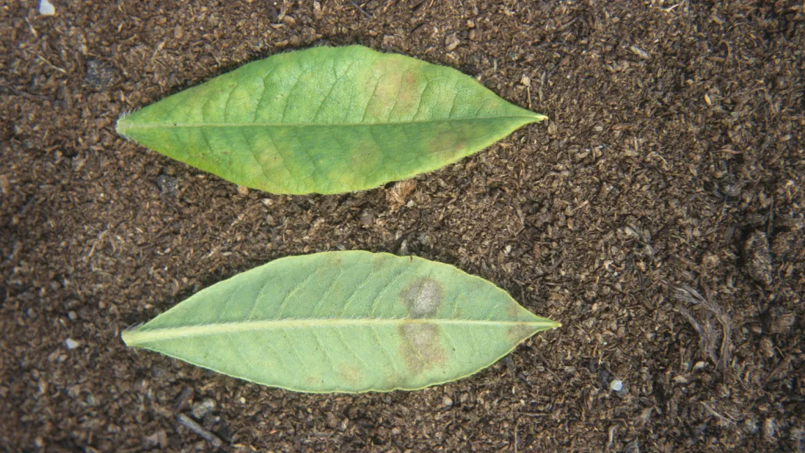 Befall durch den Echten Mehltau zeigt sich an Sommergrünen Azaleen zunächst durch gelbliche Flecke auf den Blattoberseiten (oben) und einem hellgrauen bis weißen Belag auf der Unterseite (unten). Foto: Heinrich Beltz