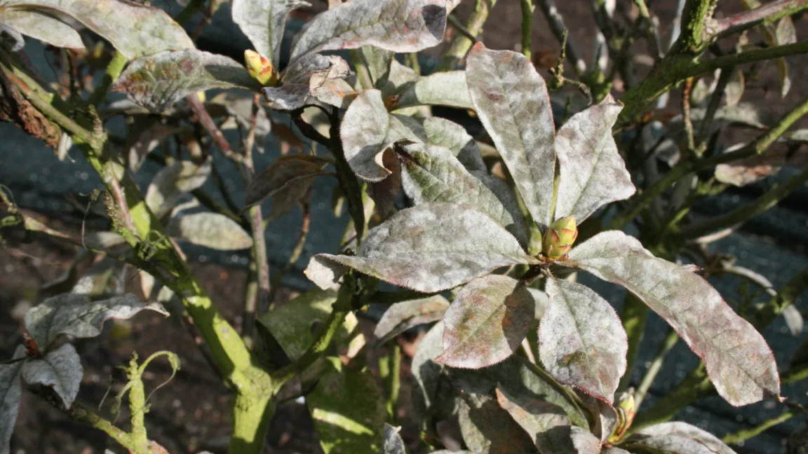 Später breitet sich der Belag auf die Blattoberseiten und Zweige aus. Foto: Heinrich Beltz