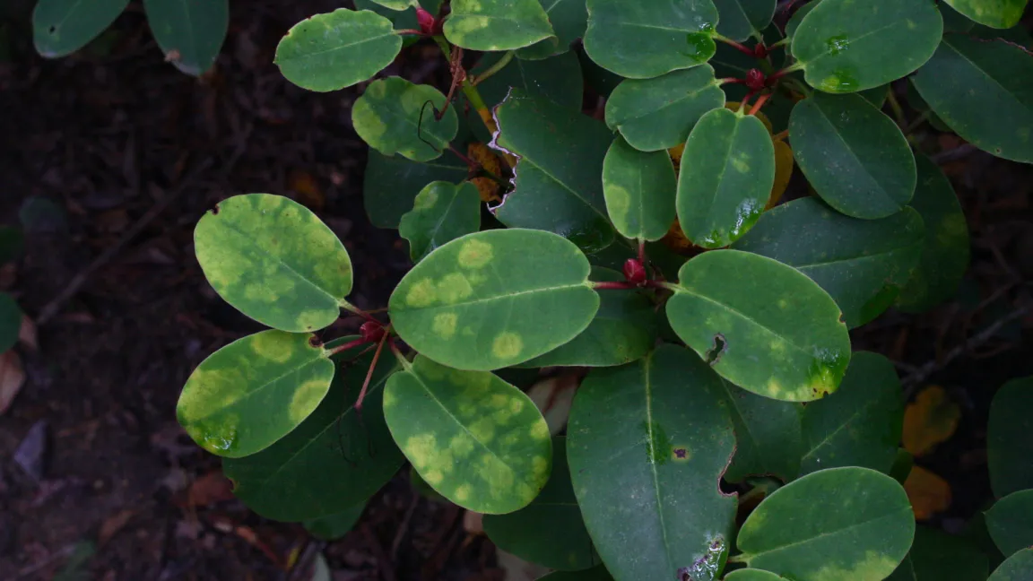 Immergrüne Rhododendron wie hier die Williamsianum-Hybride 'Linda' werden selten von Echtem Mehltau befallen. Auch bei ihnen erscheinen zunächst helle Flecken auf der Blattoberseite ... Foto: Heinrich Beltz