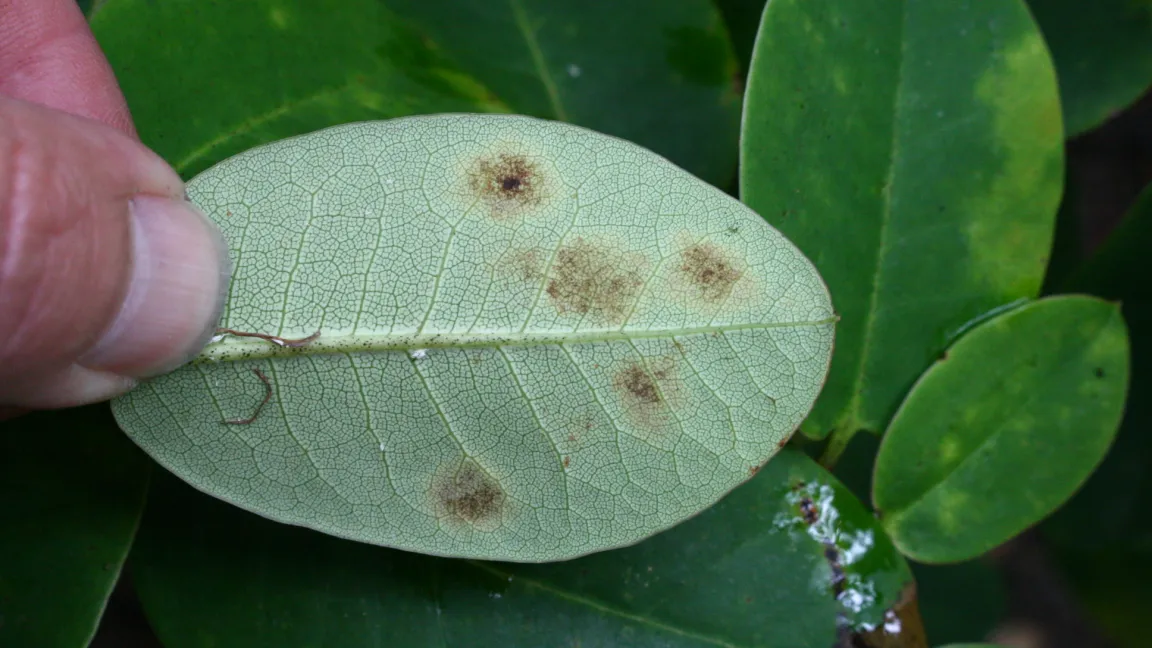 ... und grauer Pilzbelag auf der Unterseite. Foto: Heinrich Beltz
