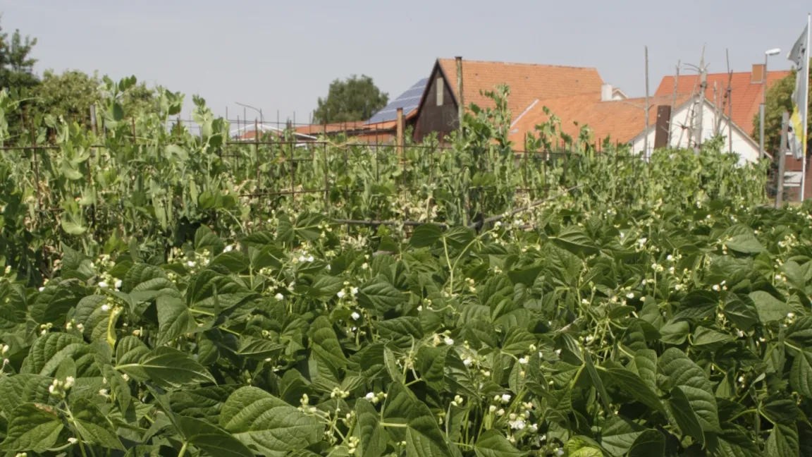 Bohnen in einem Selbsterntegarten. Foto: Angelika Sontheimer