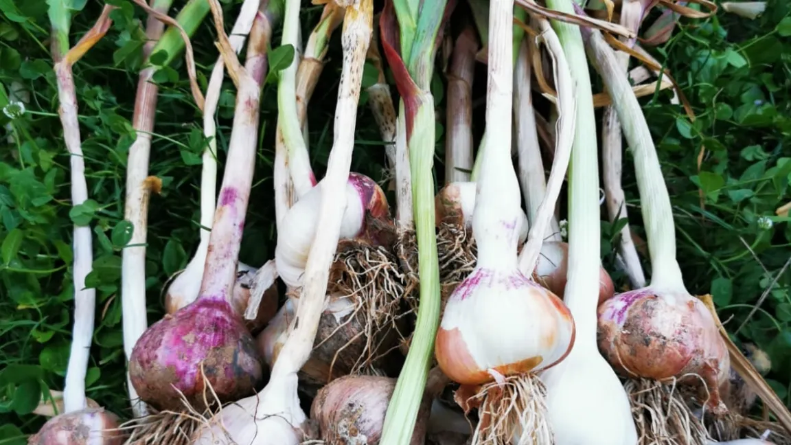 Auch Zwiebeln gehören zu einer reichen Ernte aus dem (fast) eigenen Garten. Foto: Angelika Sontheimer