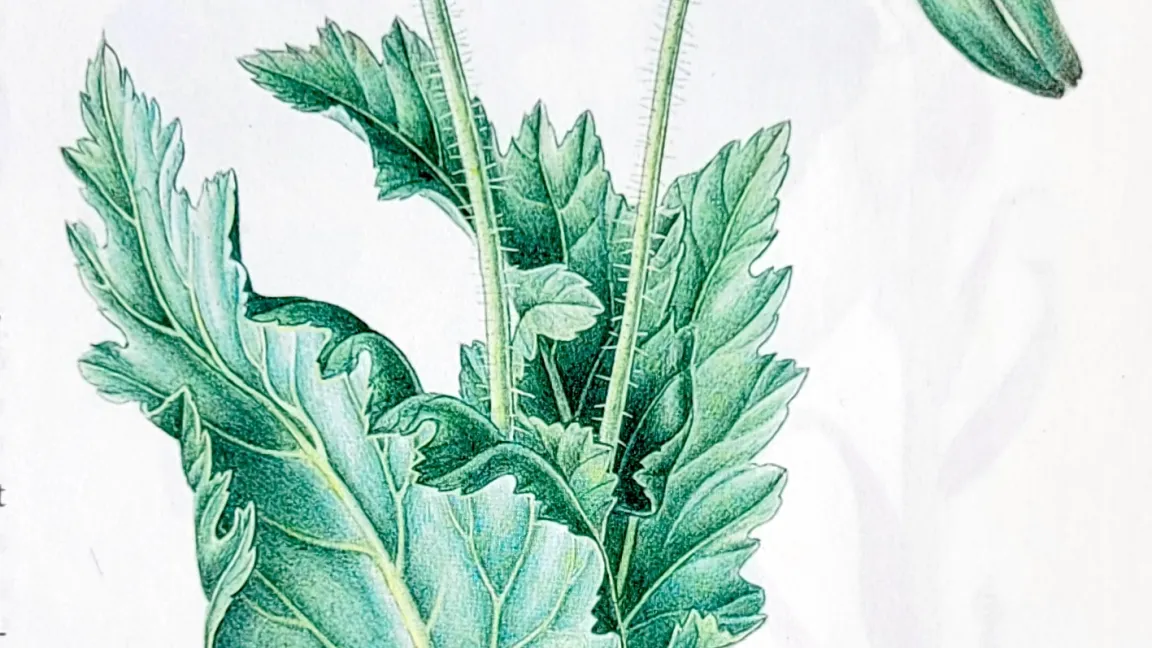 Das "Große Buch der Heilpflanzen" aus dem Artia-Verlag bezeichnet den Schlafmohn als bedeutende Öl-, Nahrungs- und Heilpflanze. Foto: Catrin Hahn