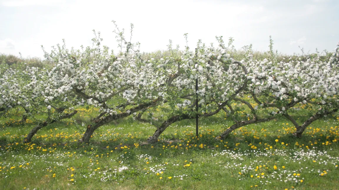 Auch klassische Formen aus dem Obstbau wie diese Ypsilon-Formen werden gezeigt. Foto: Heinrich Beltz