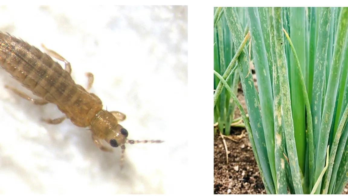 Foto des Zwiebelthrips und der Schäden, die er an Kujo-Lauch verursacht. Thrips tabaci verwüstet wichtige Kulturpflanzen (u. a. walisische Zwiebeln, Kohl, Kartoffeln, Melonen, Kürbisse, Erdbeeren und Baumwolle), indem er die Blätter beschädigt und Viren überträgt. Foto: Tokumaru et al./Scientific Reports