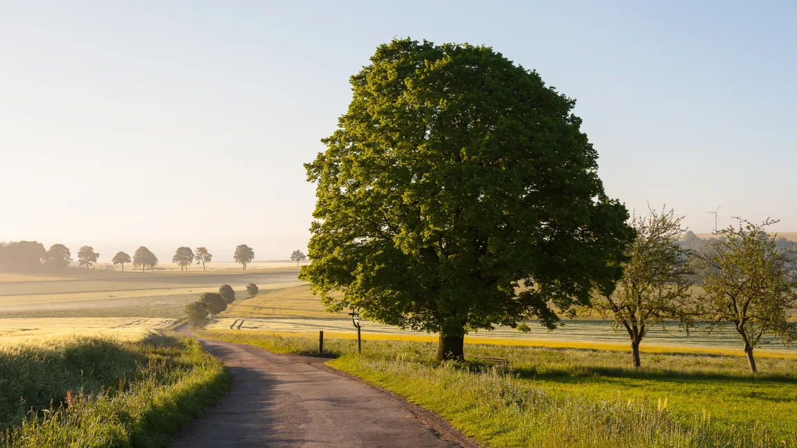 Die Linde ist „Heilpflanze des Jahres“ 2025. Foto: Gabriele Hanke / fotografie-pur.de