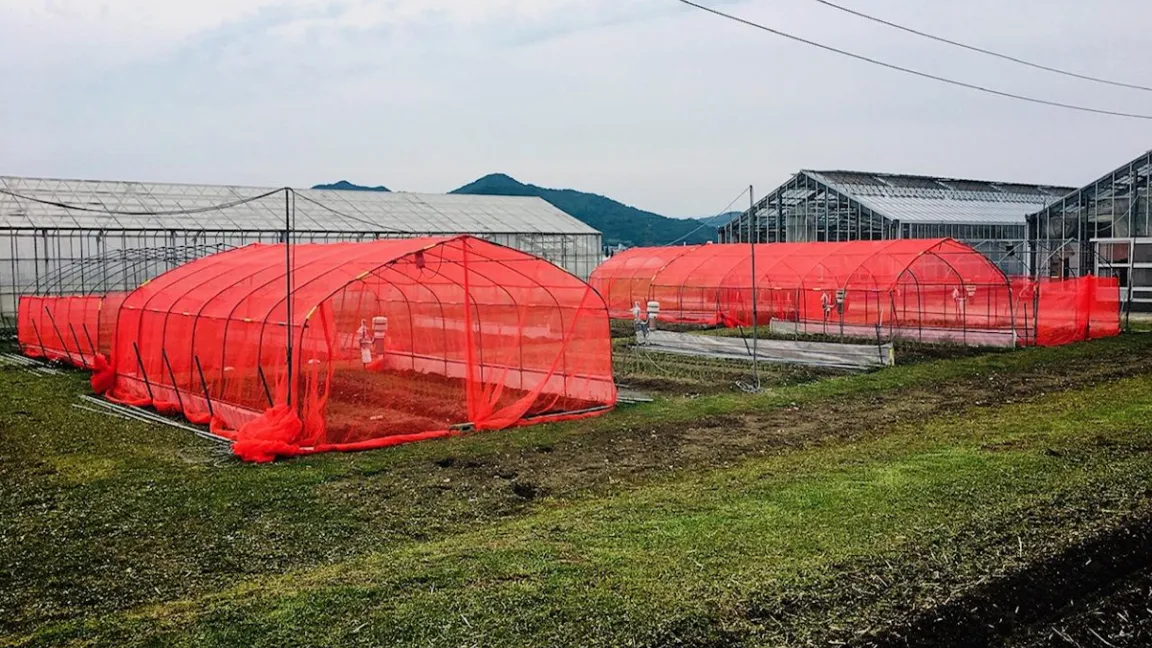 Feldversuch in Kyoto, Japan. Unter den Netzen wächst Kujo-Lauch, ein traditionelles Gemüse in der Region Kyoto, das von Thripsen oft stark geschädigt wird. Foto: Tokumaru et al./Scientific Reports