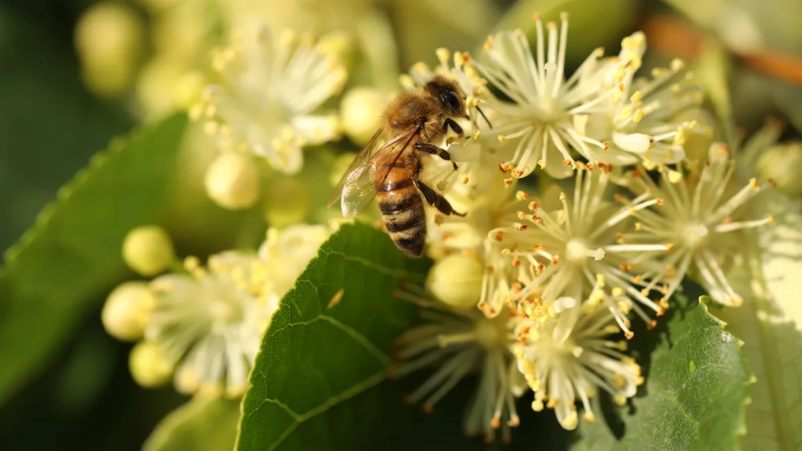 Bienen verwandeln den Nektar der Lindenblüten zu einem hellen, fruchtig-süßen Honig. Foto: iStock