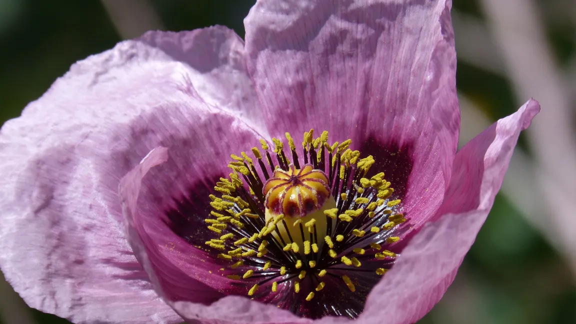 Wunderschön, aber kreuzgefährlich. Die Drogen aus dieser harmlos aussehenden Blume haben wahrlich die Welt verändert. Marc Pascual/Pixabay