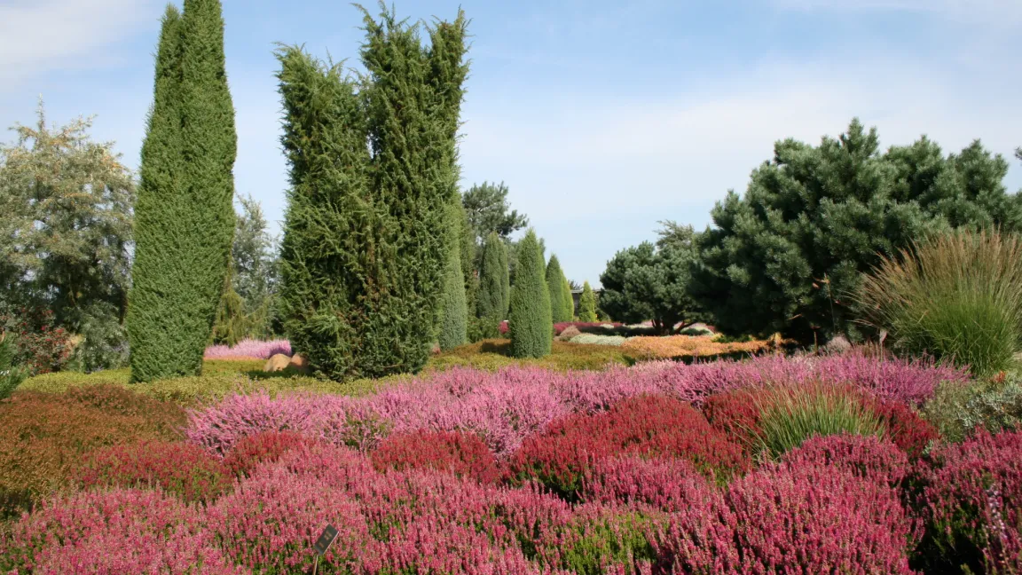Die Besenheide Calluna vulgaris eignet sich nicht nur für die Grab- und Gefäßbepflanzung, sondern ist auch ein gutes Gestaltungselement für dauerhafte Gartenbepflanzungen. Foto: Heinrich Beltz