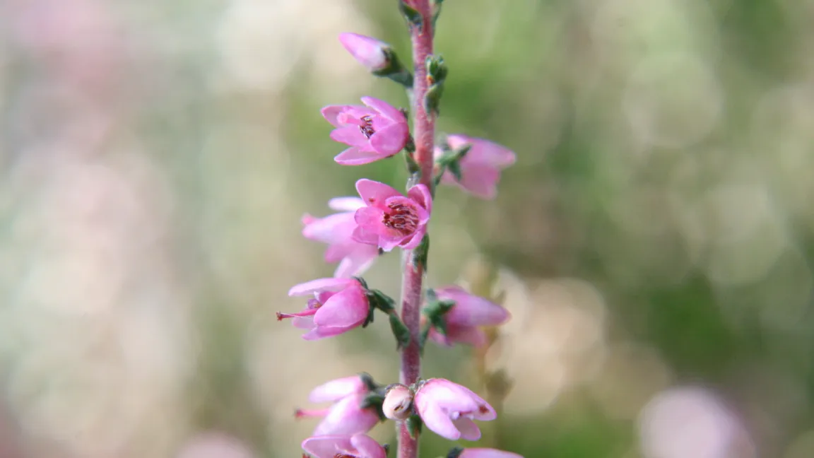 Ungefüllte oder halbgefüllte Sorten der Besenheide bieten Bienen eine gute Nektarquelle, blühen aber nicht sehr lange. Foto: Heinrich Beltz