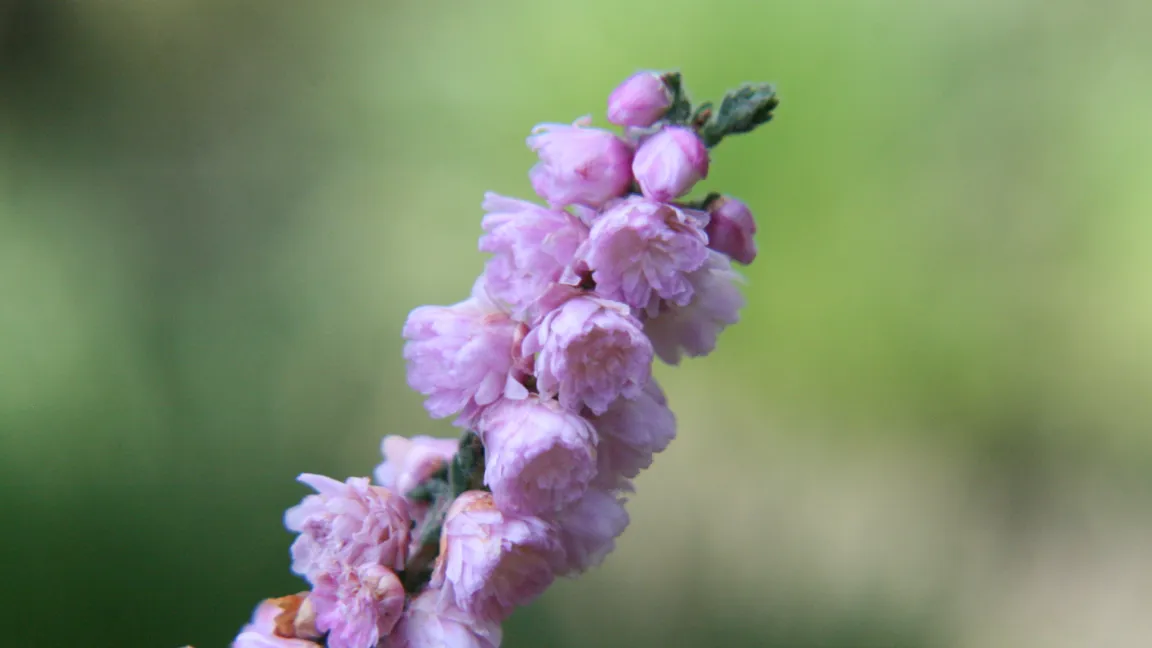 Gefüllt blühende Sorten der Besenheide blühen lange, sind aber etwas empfindlich gegen Regen. Foto: Heinrich Beltz