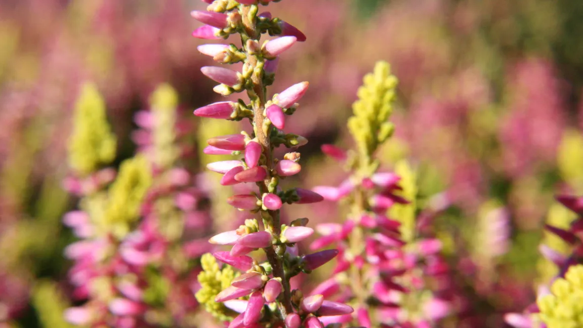 So genannte "Knospenblüher" öffnen ihre Blütenknospen nicht, bestechen aber dadurch mit dem langen Zeitraum, in dem sie ihre dekorative Wirkung zeigen. Foto: Heinrich Beltz