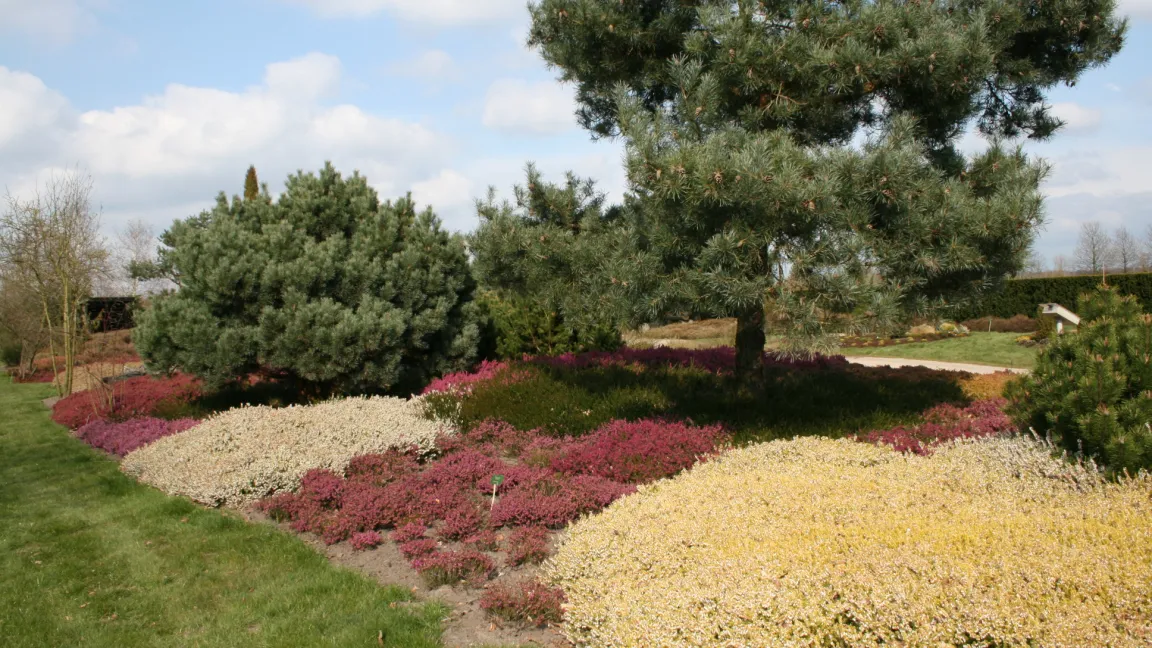 Im Frühjahr entwickeln die Winterheide Erica carnea und die Englische Heide Erica x darleyensis eine ähnlich Farbenpracht wie die Besenheide im Spätsommer und Herbst. Foto: Heinrich Beltz
