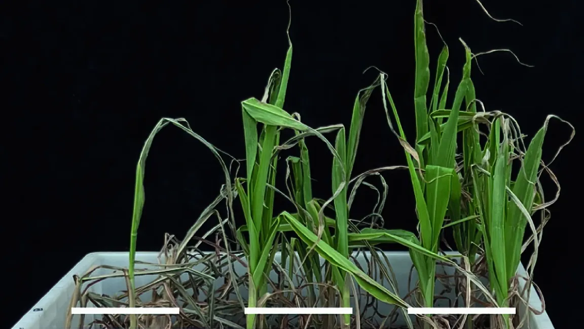 In den beiden rechten Pflanzen wurde ein Gen ausgeschaltet, was dafür sorgte, dass sie weniger Seminal- und mehr Lateralwurzeln bildeten. Sie erholten sich nach Wassermangel deutlich besser als die Pflanze mit intaktem Gen (linke Pflanze). Foto: AG Hochholdinger, Uni Bonn