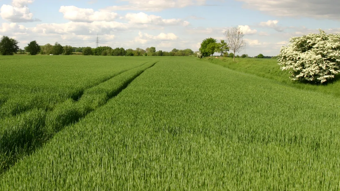 Besonders zum Zeitpunkt des Ährenschiebens ist die Infektionsgefahr sehr hoch. Weizenbrand ist – noch – kein Problem für Europa, aber die Ernten in großen Teilen Asiens, Afrikas und Südamerikas sind bedroht. Foto: Catrin Hahn
