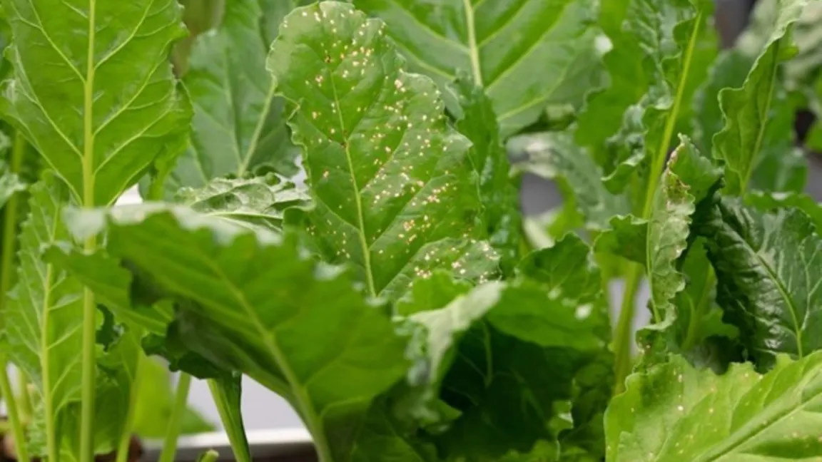 Mit Cercospora (ein Blattpilz) infizierte Zuckerrübenblätter. Die sogenannte Blattfleckenkrankheit kann im Extremfall den Ertrag um 50 Prozent mindern. Foto: Patrick Schwinges
