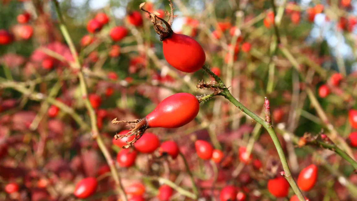 Hagebutten von Wildrosen, hier Rosa rubiginosa, sehen nicht nur schön aus, sondern bieten auch vielen Vögeln ein reiches Nahrungsangebot. Foto: Heinrich Beltz
