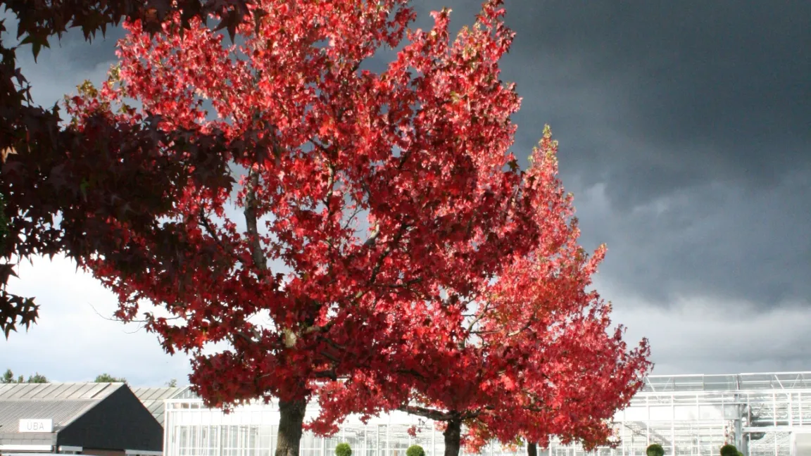 Der Amberbaum (Liquidambar styraciflua) ist berühmt für seine besonders leuchtende Herbstfärbung. Foto: Heinrich Beltz