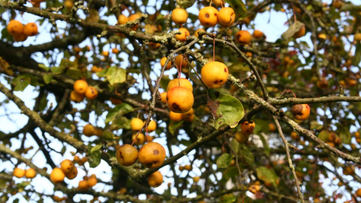 Der Zierapfel 'Golden Hornet' hat attraktive gelbe Früchte und ist auch relativ widerstandsfähig gegen Pilzbefall. Foto: Heinrich Beltz