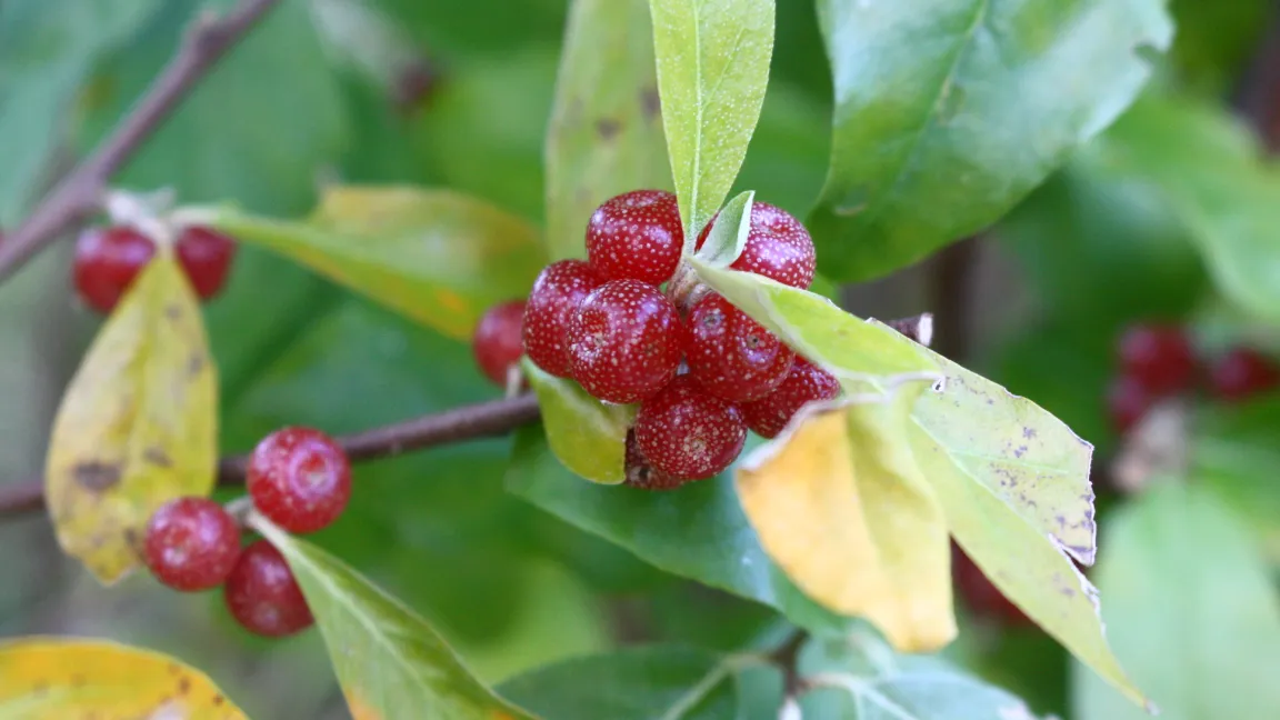 Die Früchte der Ölweide Elaeagnus multiflora sind essbar und werden vor allem für die Verarbeitung genutzt. Foto: Heinrich Beltz