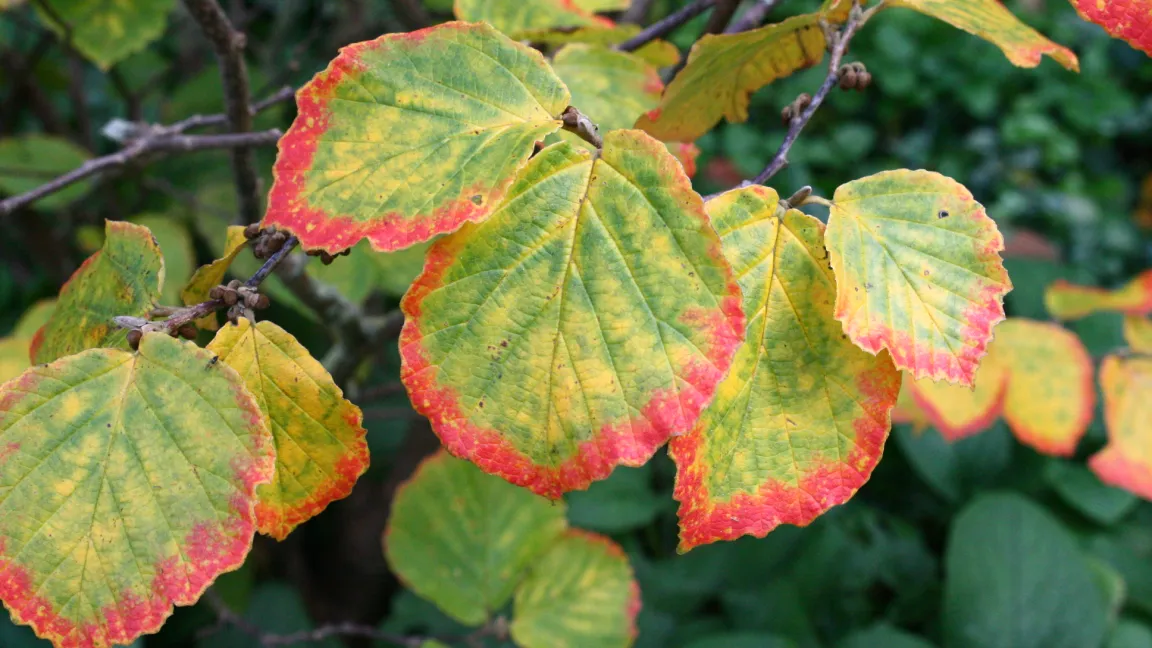 Beim Umschlag der Laubfarbe von grün zu gelb bis rot entstehen oft sehr attraktive Muster, wie hier bei einer Zaubernuss (Hamamelis). Foto: Heinrich Beltz