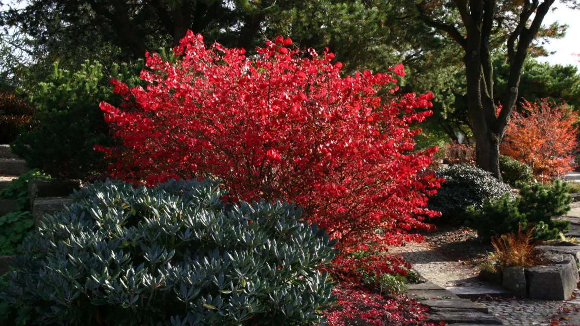 Ein Klassiker unter den Herbstlaub-Gehölzen ist der Spindelstrauch Euonymus alatus. Foto: Heinrich Beltz